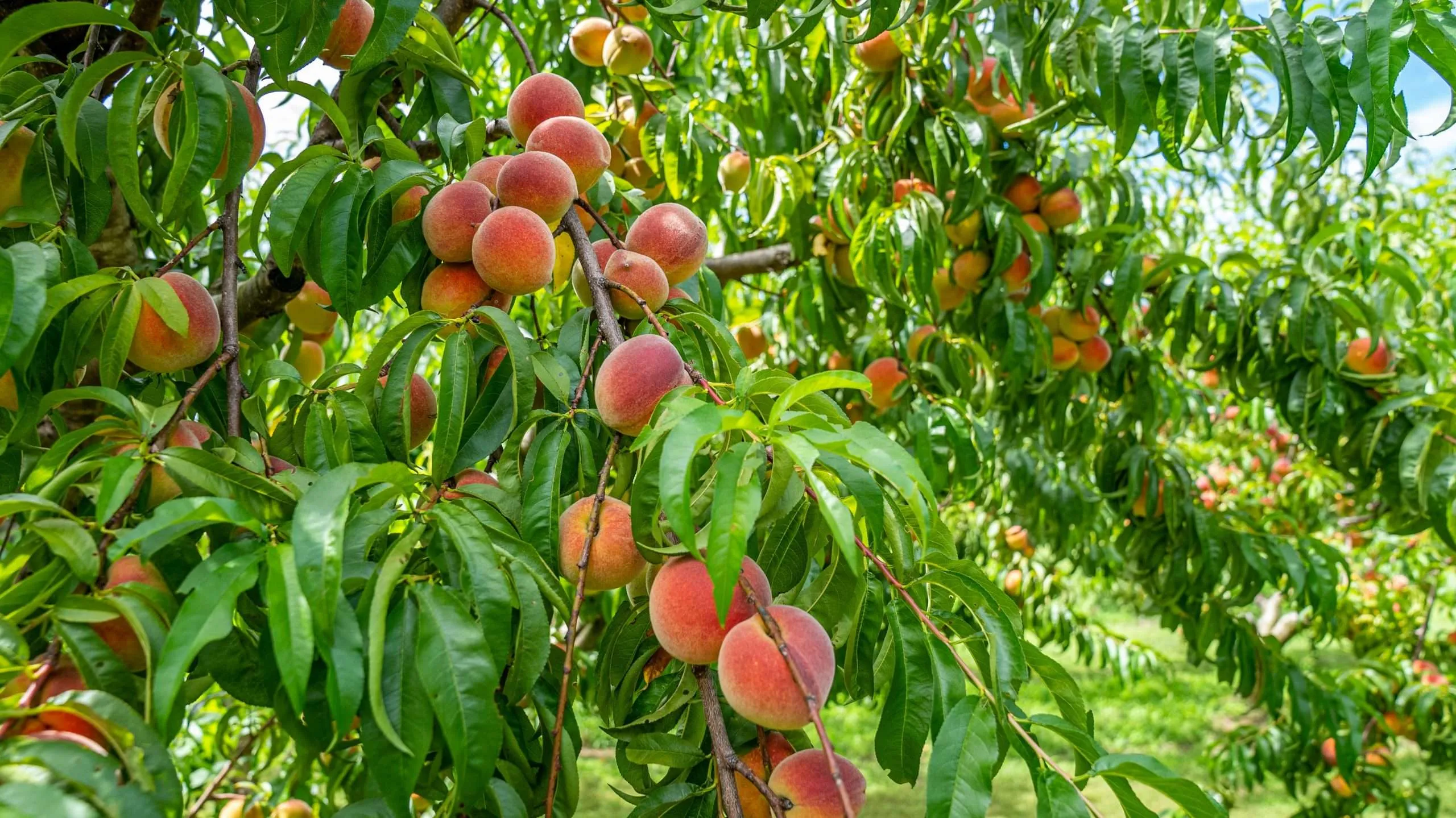 Seasonal Food Safety for Fruit and Vegetable Harvesting in Utah